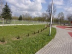 młode drzewka posadzone w parku miejskim
