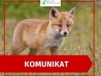 lis na zielonej łące